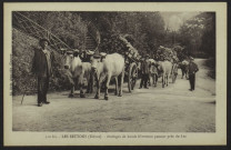 MONTSAUCHE – LES SETTONS – (Nièvre) – Attelages de bœufs Nivernais passant près du Lac.